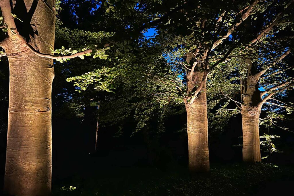 Outdoor Tree Lighting