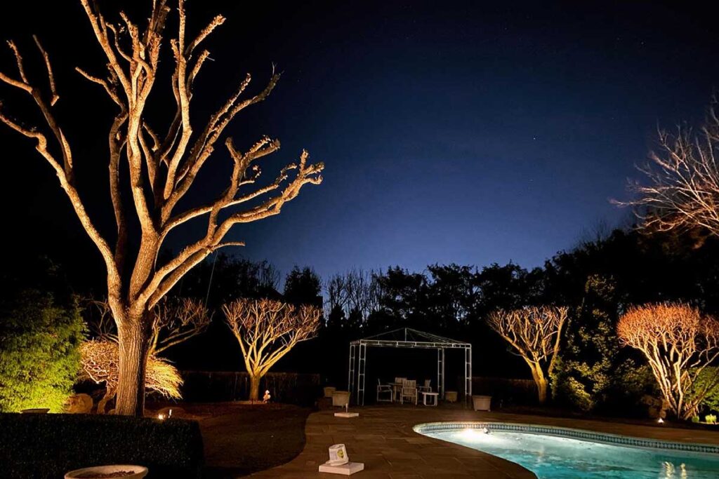 Elegant landscape tree lighting showing off the natural form of trees after dark.
