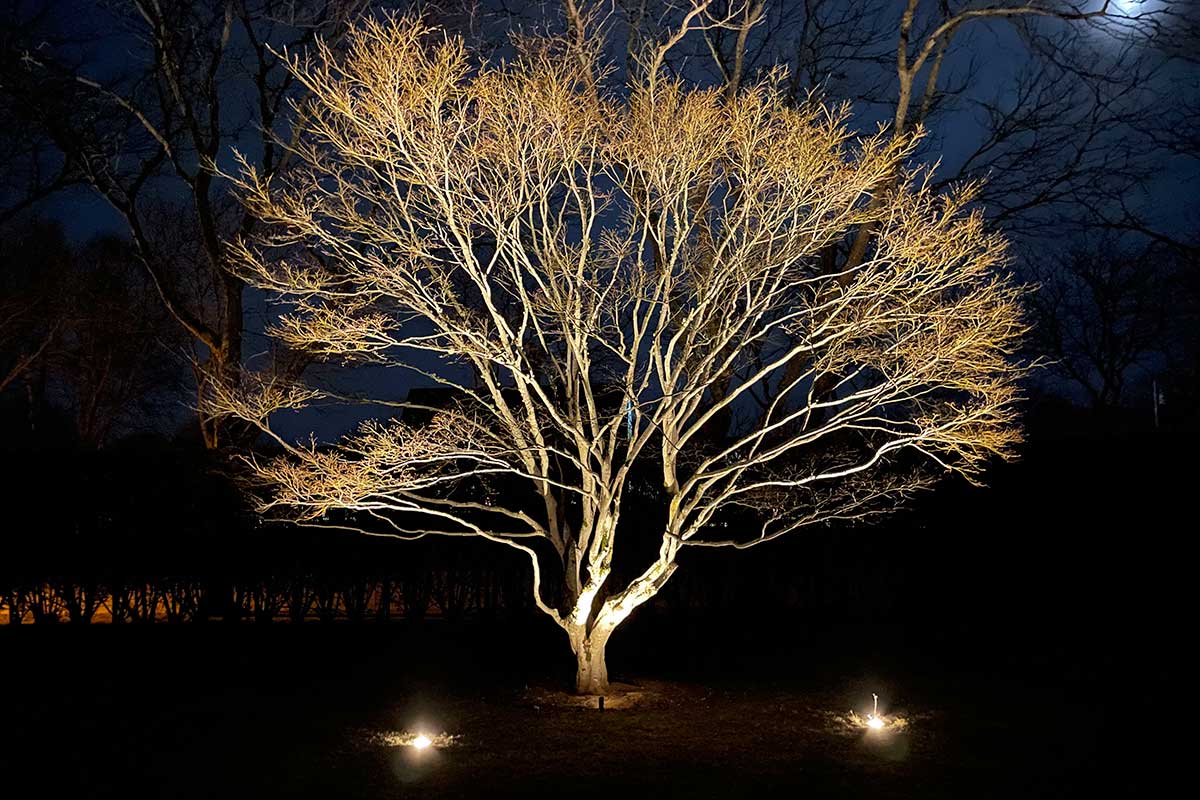 Advanced Techniques for Stunning Landscape Tree Lighting