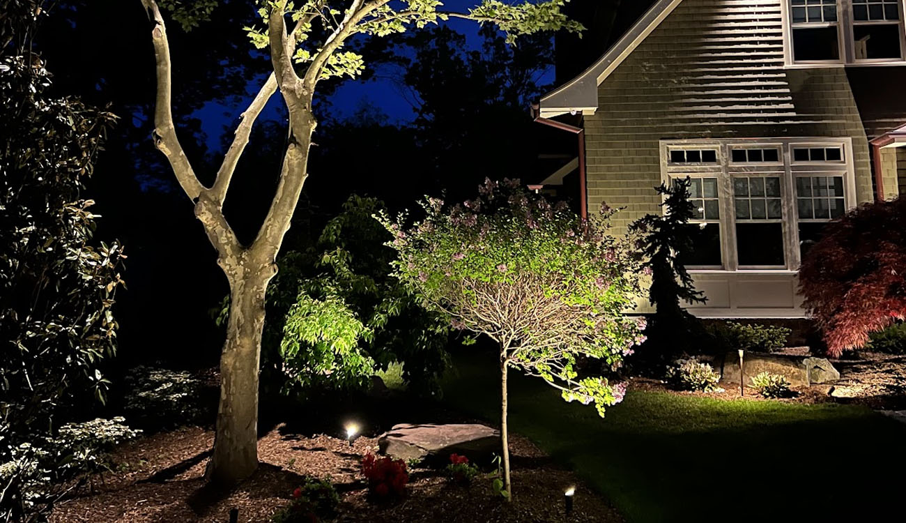 Landscape trees illuminated through expert downlighting installation, creating subtle highlights and natural shadow effects.