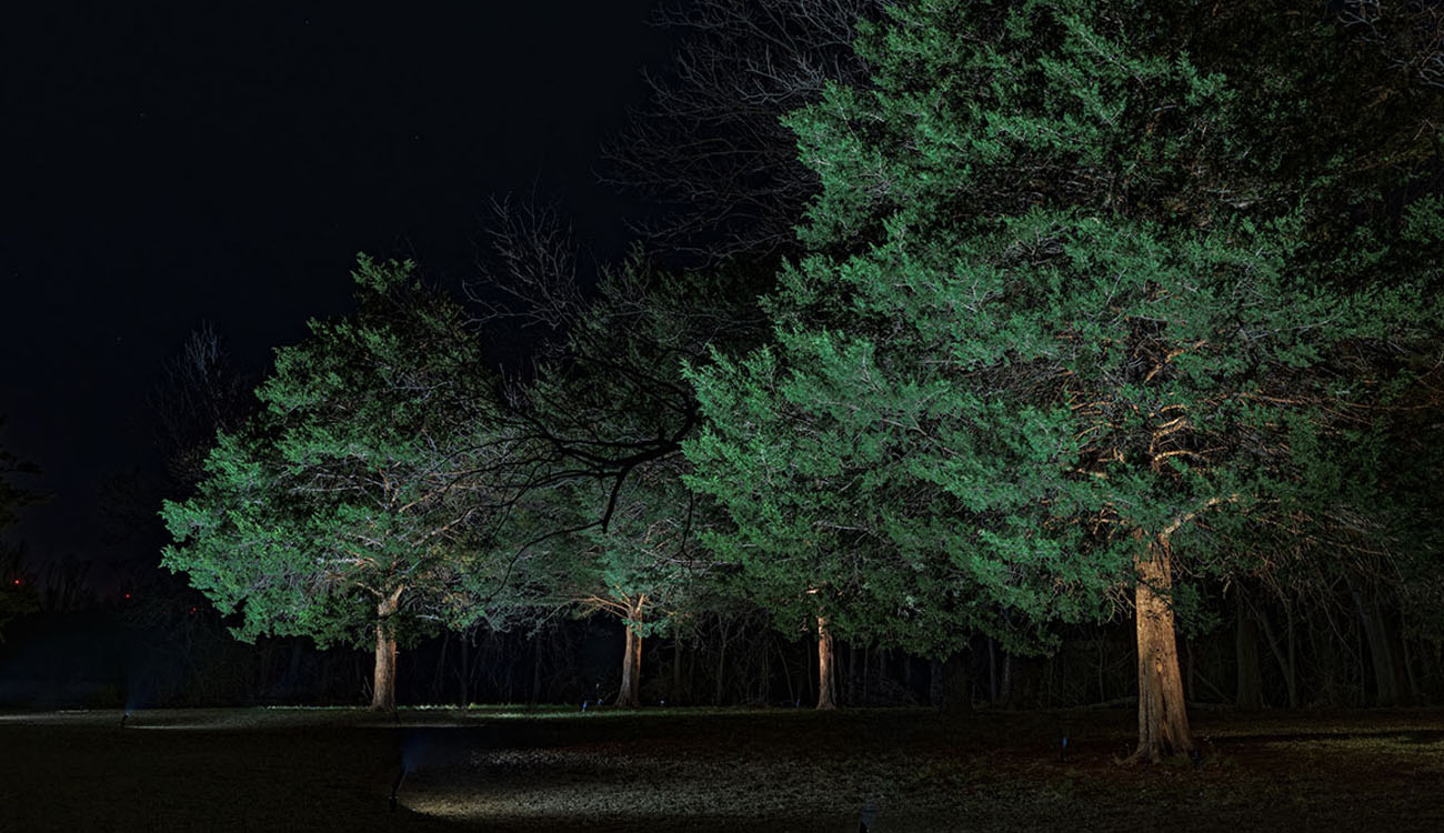 Uplighting landscape lighting fixtures used to illuminate large trees, creating depth and visual interest in a nighttime yard design.