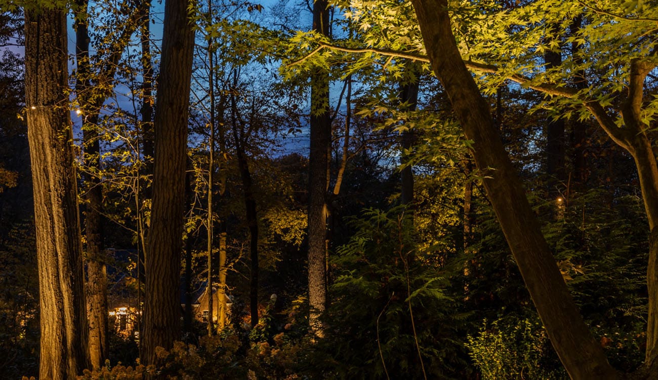Garden lighting ideas featuring warm tree lighting that highlights tall trunks and foliage, creating a cozy and inviting evening atmosphere.