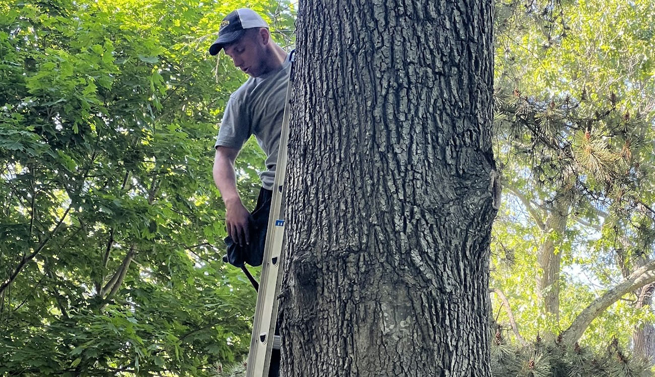 Troubleshooting Guide: Lighting Fixture Repair and Replacement in Mill Neck, NY 3 Lighting fixture repair and replacement technician standing on a ladder beside a large tree, inspecting outdoor lighting wiring.