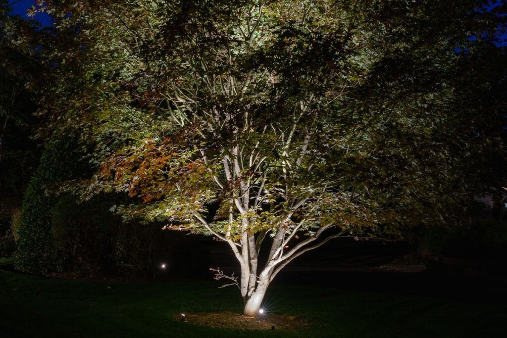 Tree illuminated with focused accent lighting to highlight its shape and texture at night.