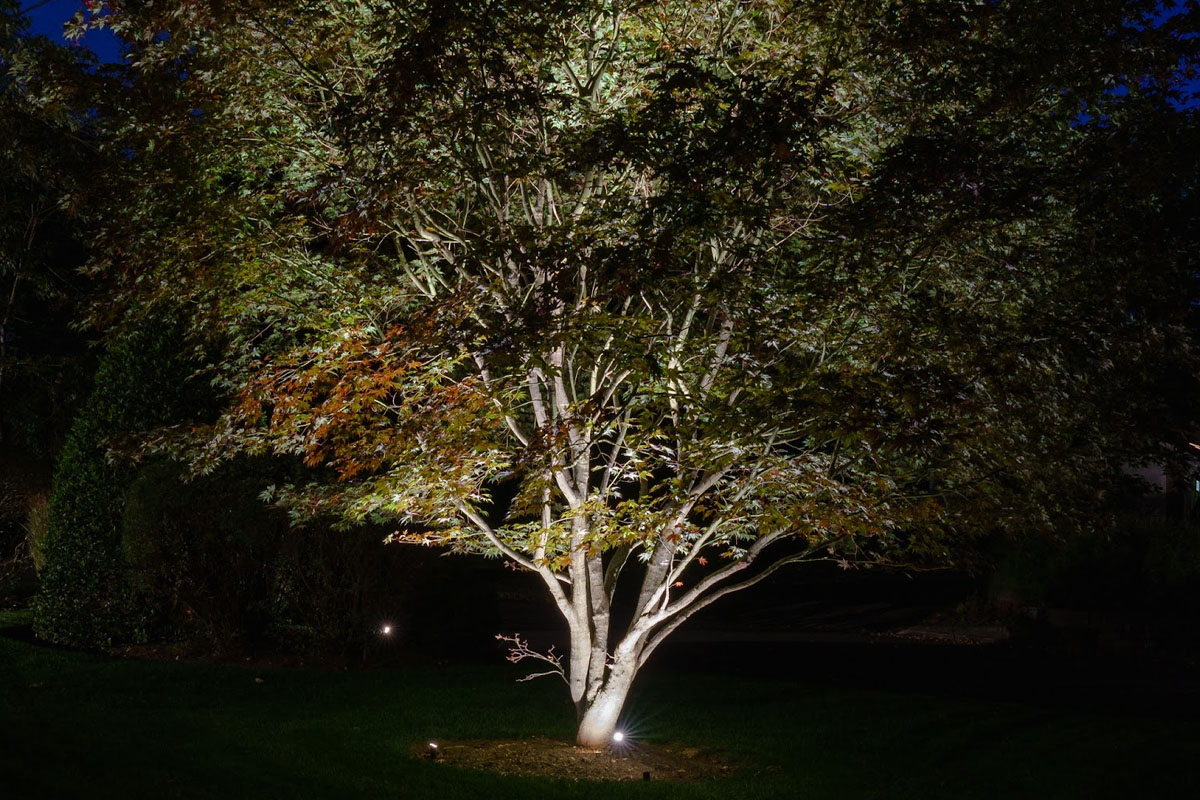 What Is Accent Lighting? Tips for Indoor and Outdoor Use 2 Tree illuminated with focused accent lighting to highlight its shape and texture at night.