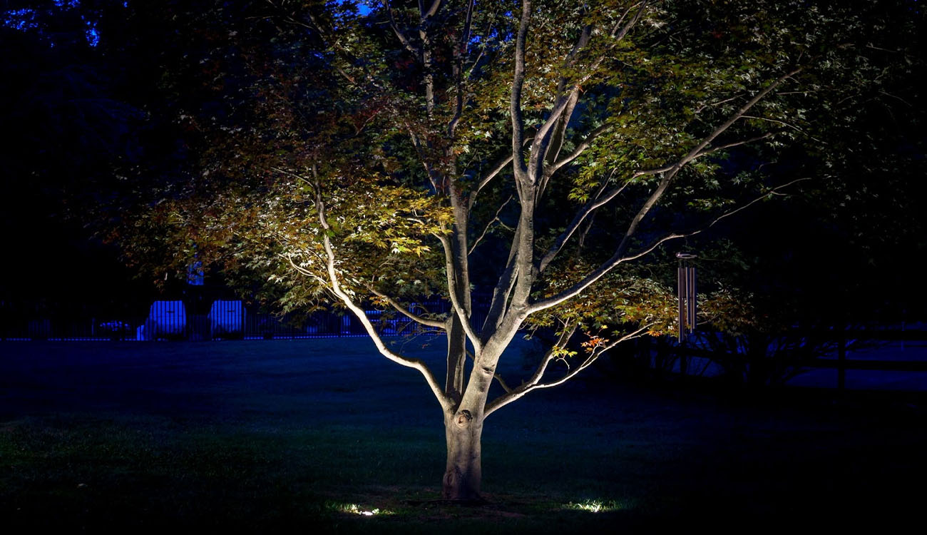 What Is Accent Lighting? Tips for Indoor and Outdoor Use 3 Accent lighting placed at the base of a tree to create soft, artistic highlights across the branches.
