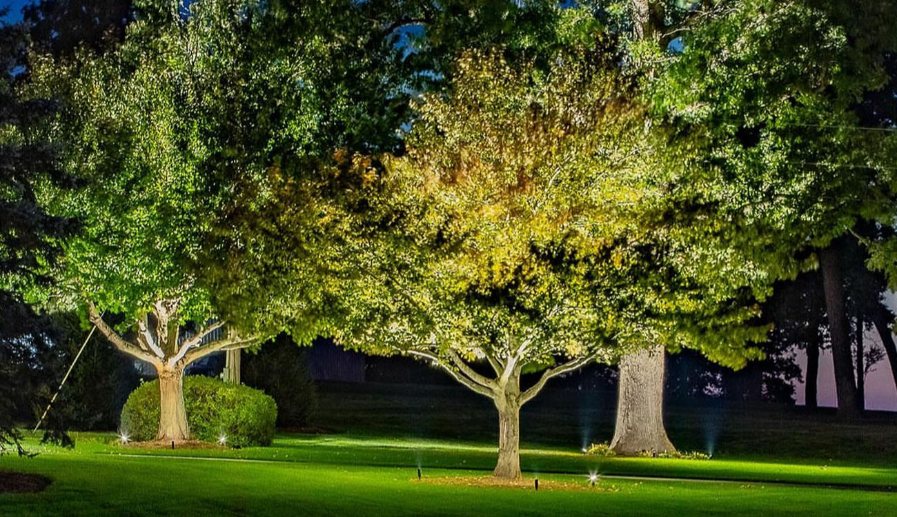 What Is Accent Lighting? Tips for Indoor and Outdoor Use 4 Landscape scene with multiple trees enhanced by accent lighting to add depth, color, and nighttime visibility.